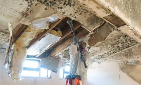 Why You Should Choose Our Mold Remediation Services in Beech Mountain Lakes, PA